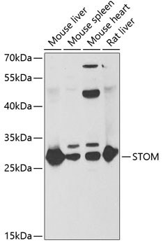 STOM Antibody