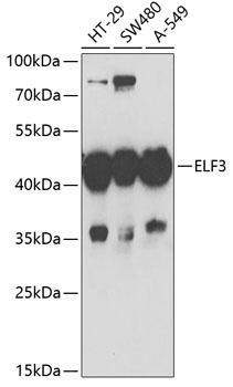 ELF3 Antibody