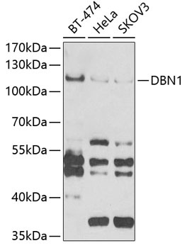 DBN1 Antibody