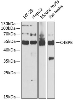 C4BPB Antibody