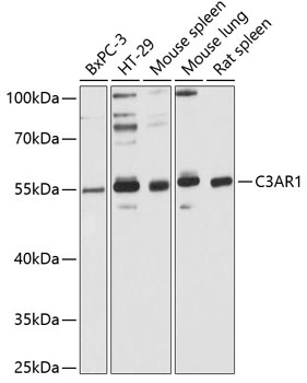 C3AR1 Antibody