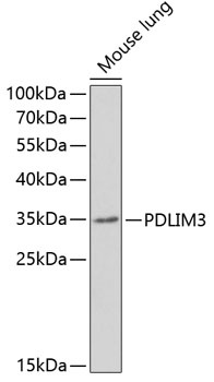 PDLIM3 Antibody