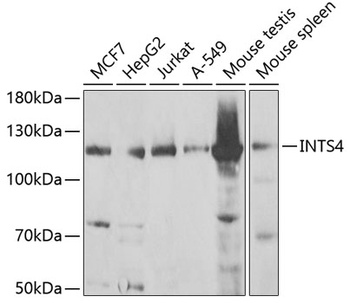 INTS4 Antibody