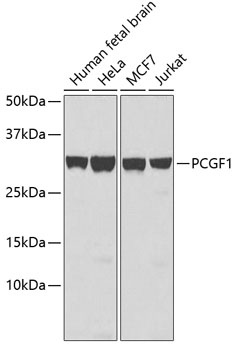 PCGF1 Antibody