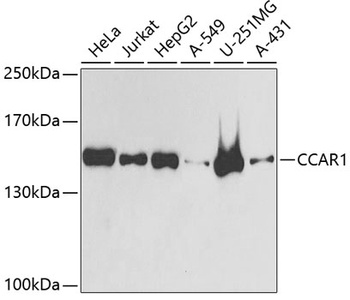 CCAR1 Antibody