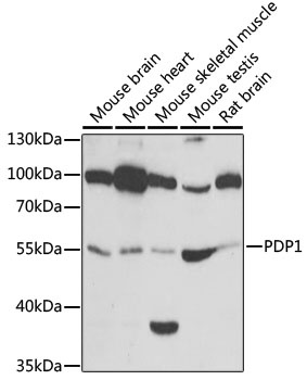 PDP1 Antibody