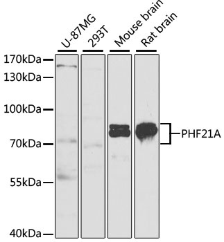 PHF21A Antibody