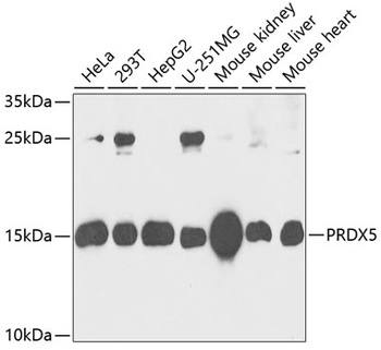 PRDX5 Antibody