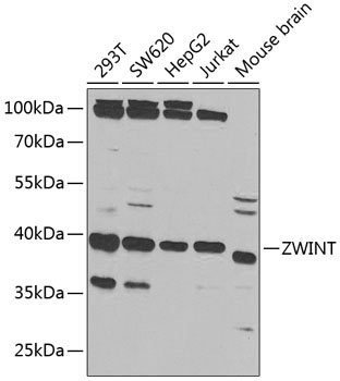 ZWINT Antibody