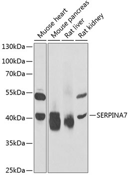 SERPINA7 Antibody