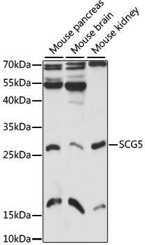 SCG5 Antibody