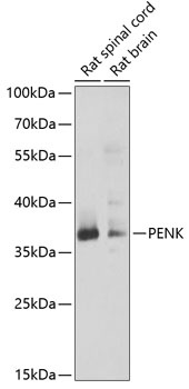 PENK Antibody