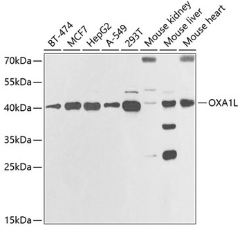 OXA1L Antibody