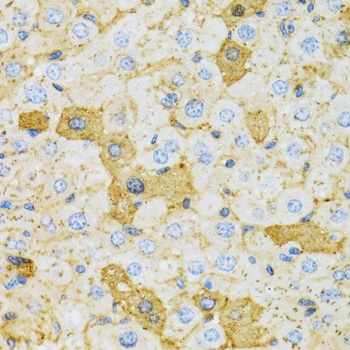 OXA1L Antibody