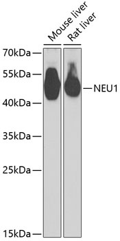 NEU1 Antibody