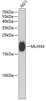 MLANA Antibody