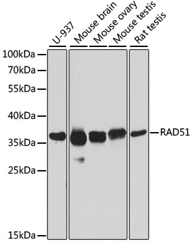 RAD51 Antibody