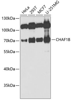 CHAF1B Antibody