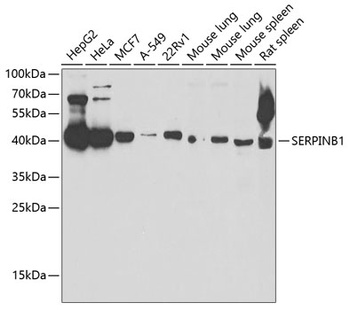 SERPINB1 Antibody