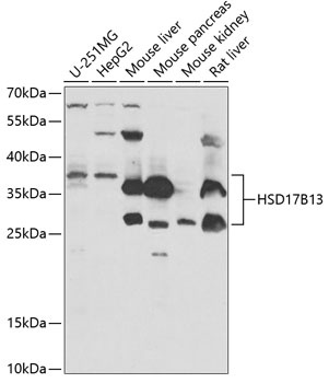 HSD17B13 Antibody