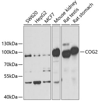 COG2 Antibody