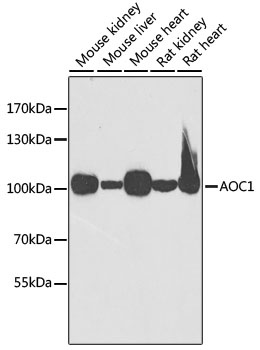 AOC1 Antibody
