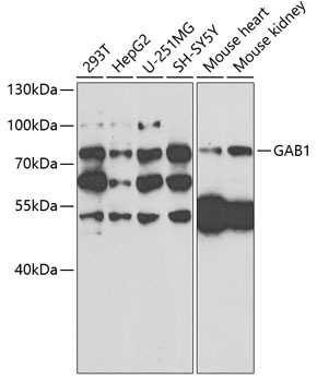 GAB1 Antibody