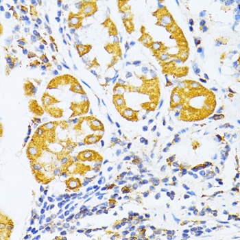 MMP2 Antibody