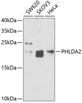 PHLDA2 Antibody