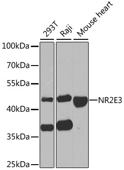 NR2E3 Antibody