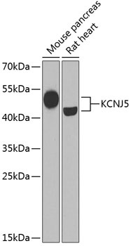 KCNJ5 Antibody