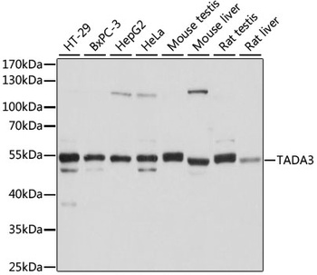 TADA3 Antibody