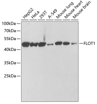 FLOT1 Antibody
