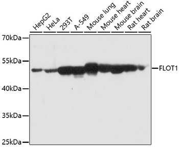 FLOT1 Antibody