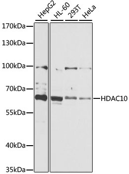HDAC10 Antibody
