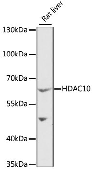 HDAC10 Antibody