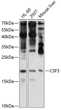 CSF3 Antibody