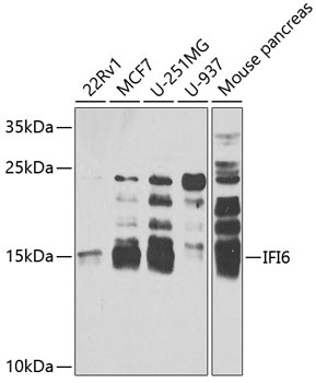 IFI6 Antibody