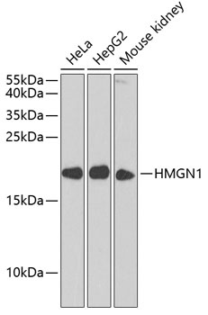 HMGN1 Antibody