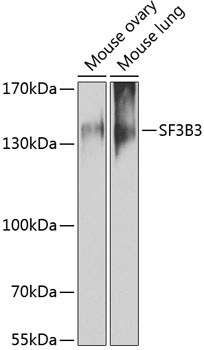 SF3B3 Antibody