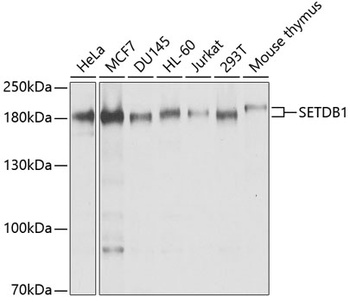 SETDB1 Antibody