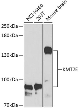 KMT2E Antibody