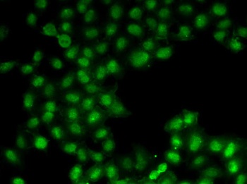 C11orf30 Antibody