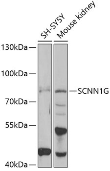 SCNN1G Antibody