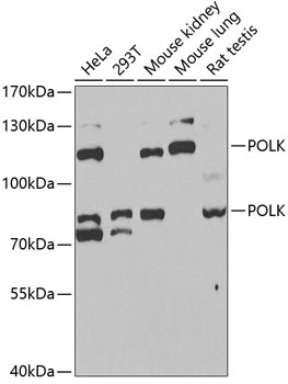 POLK Antibody