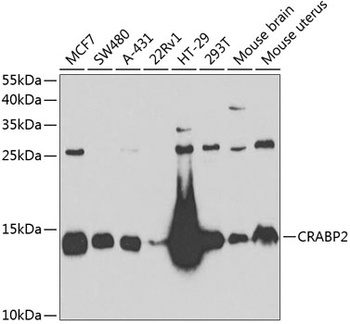 CRABP2 Antibody