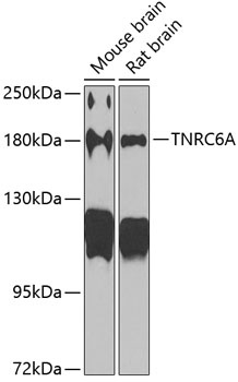 TNRC6A Antibody