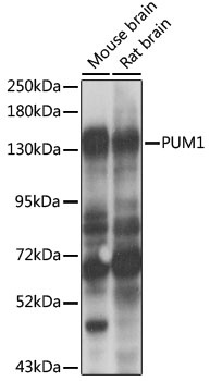 PUM1 Antibody