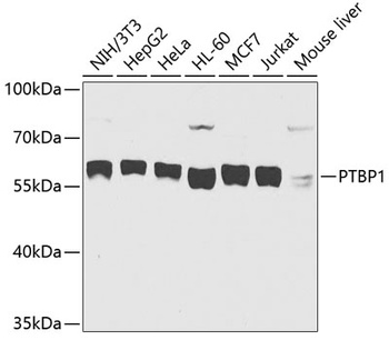 PTBP1 Antibody