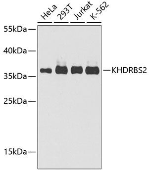 KHDRBS2 Antibody